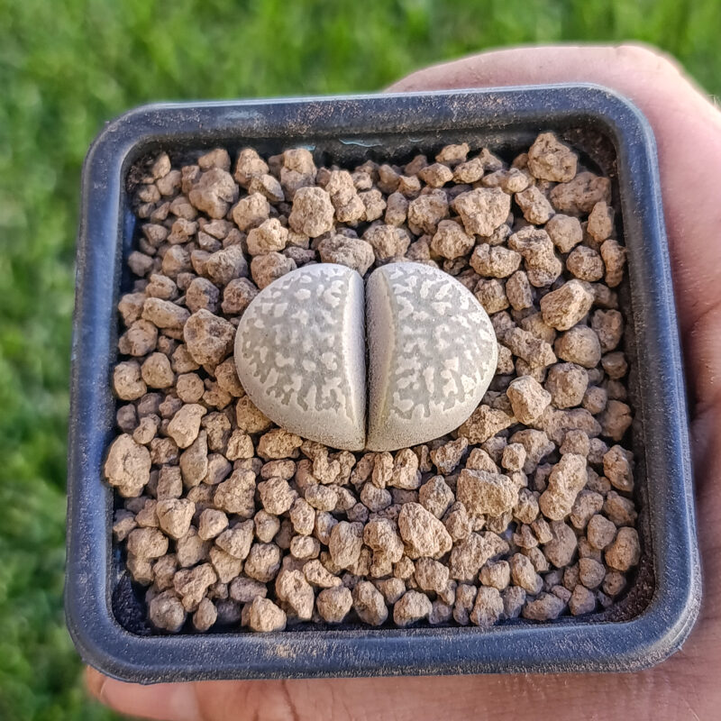 Lithops marmorata