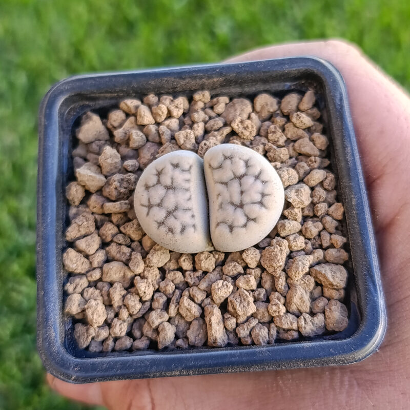Lithops karasmontana