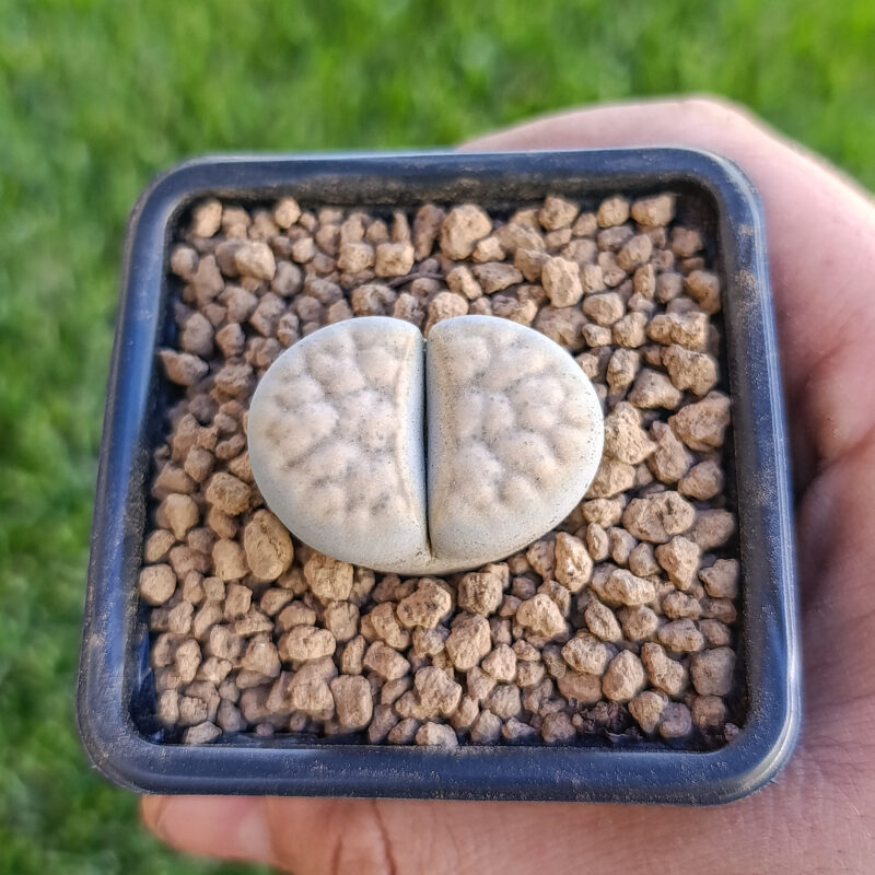 Lithops karasmontana