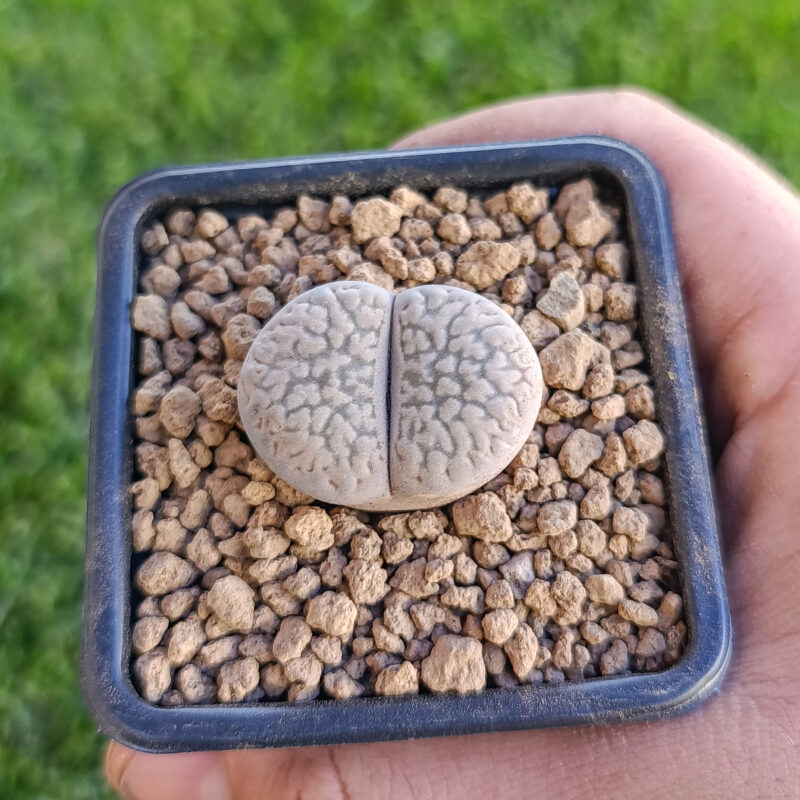 Lithops hookeri
