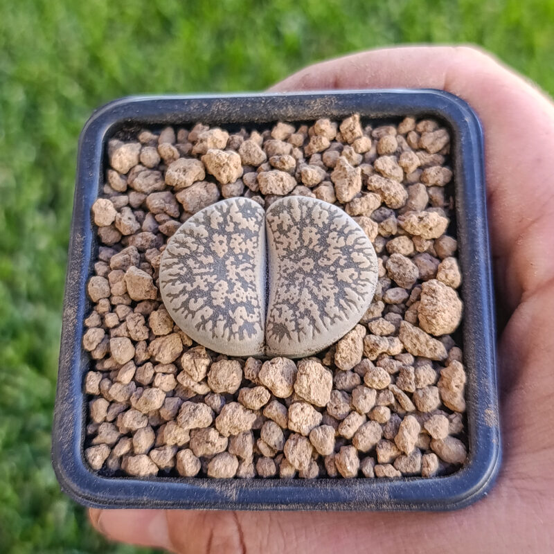 Lithops lesliei