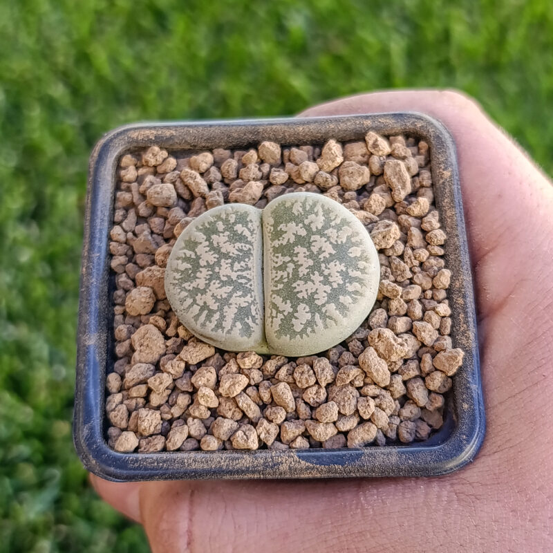 Lithops lesliei