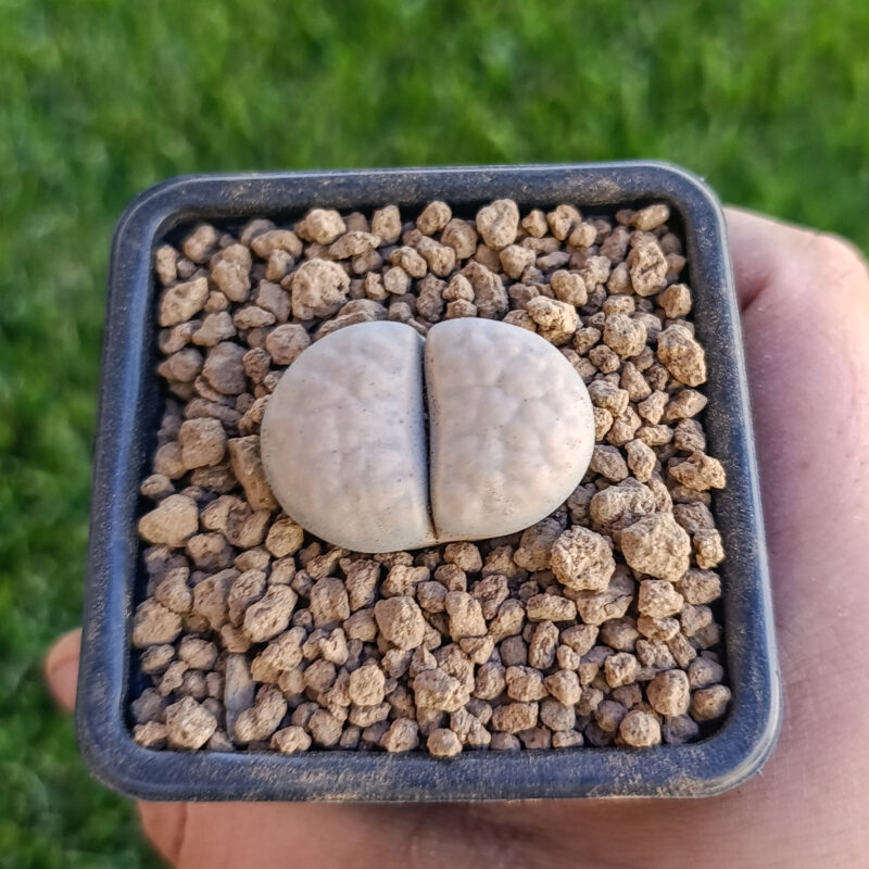 Lithops karasmontana opalina