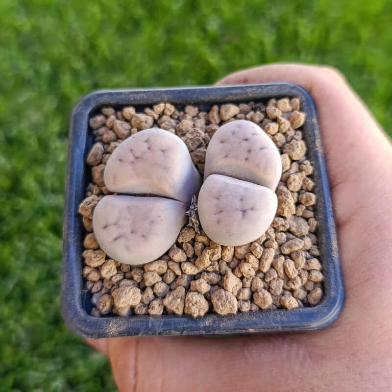 Lithops karasmontana