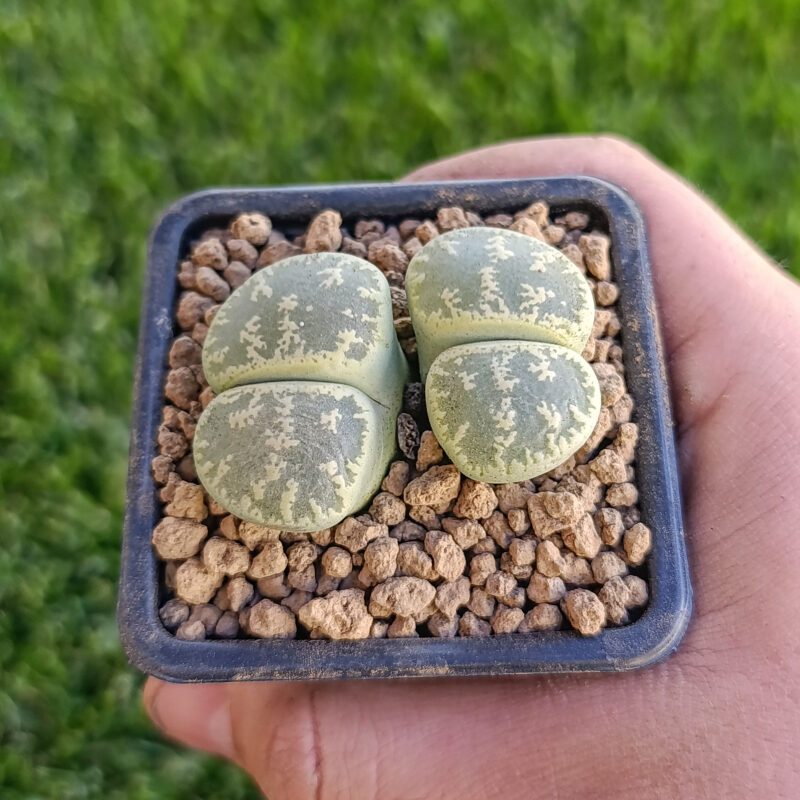 Lithops lesliei