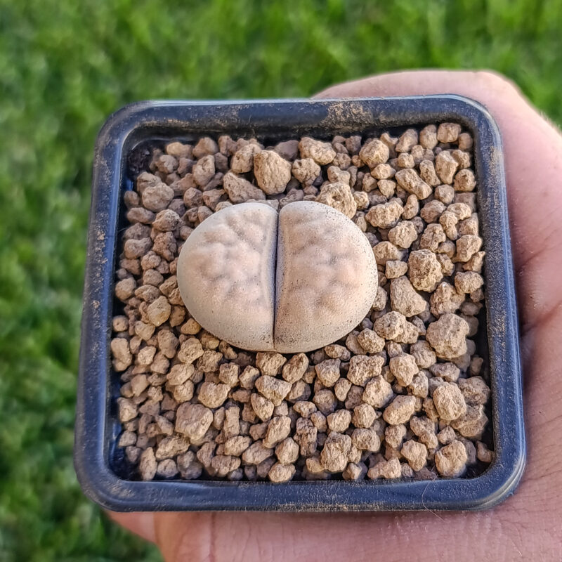 Lithops karasmontana