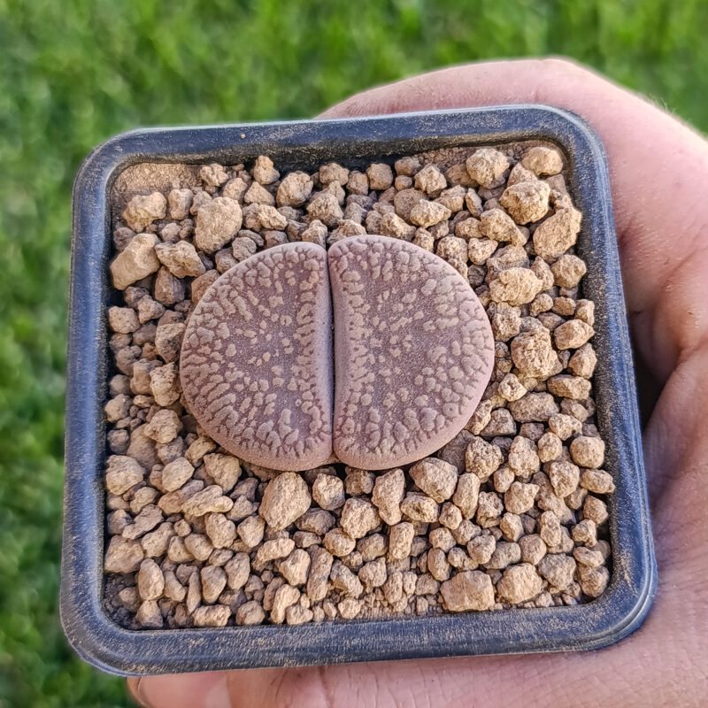 Lithops hookeri