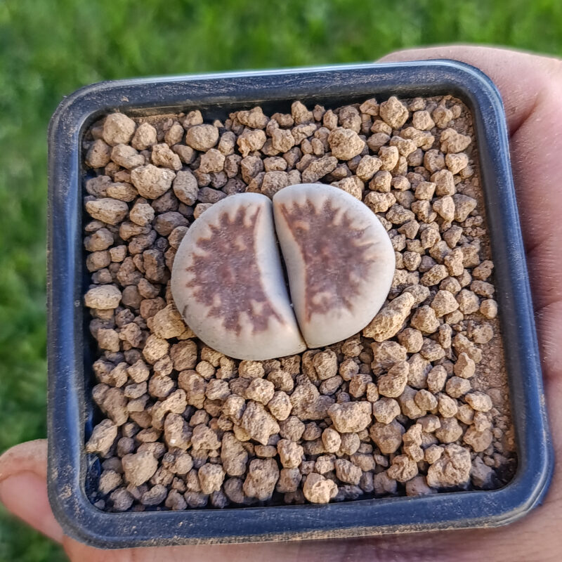 Lithops karasmontana Lateritia