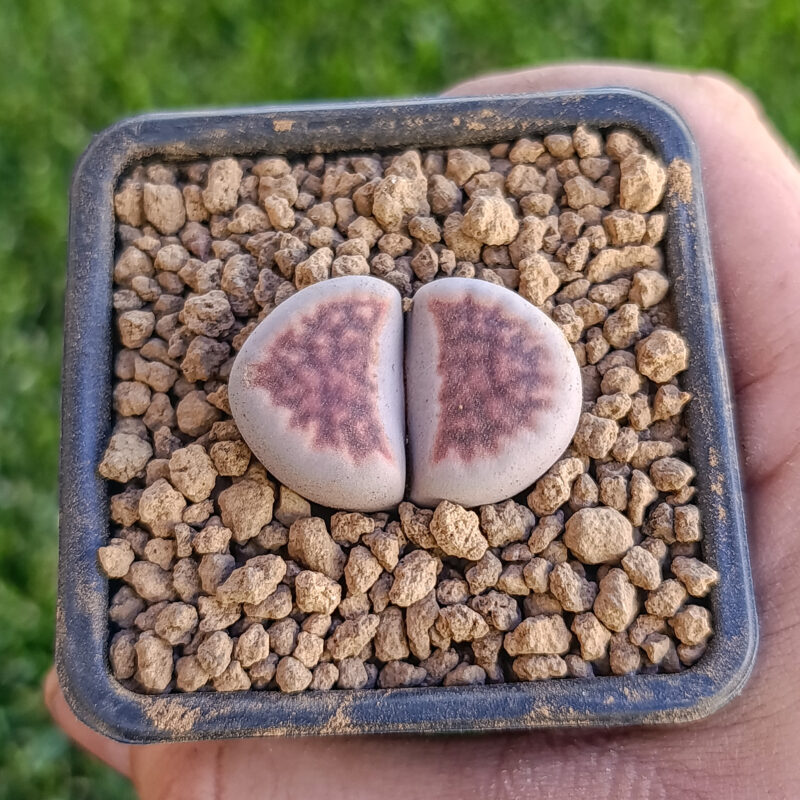 Lithops karasmontana Lateritia