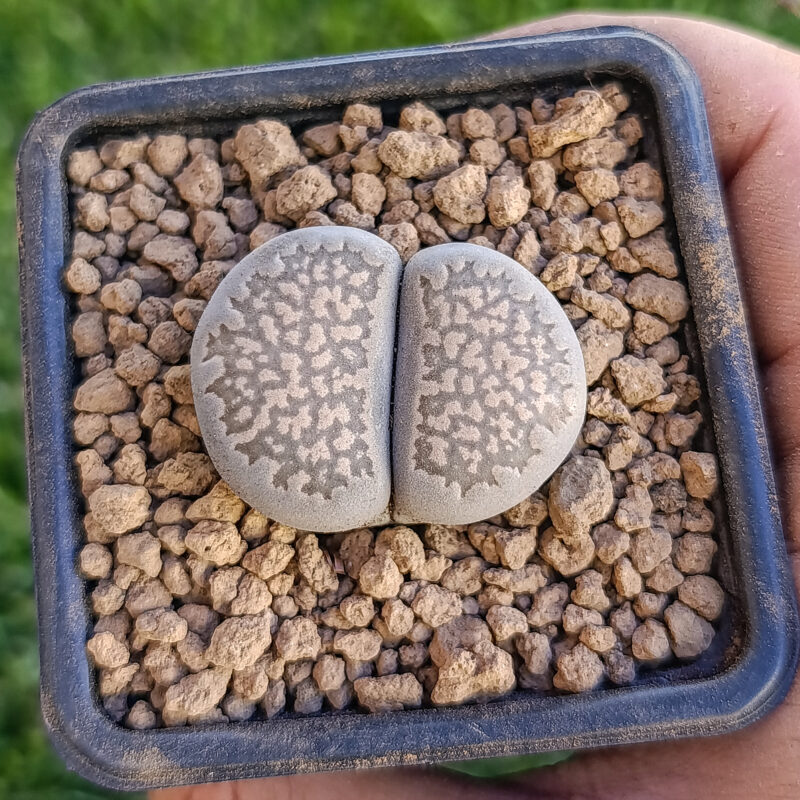 Lithops salicola