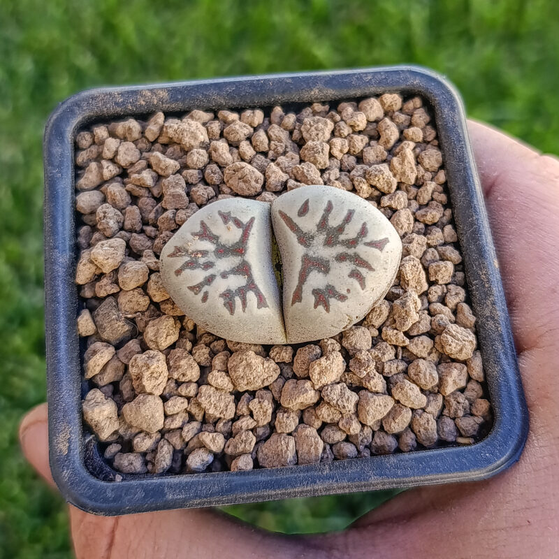Lithops dorotheae C124