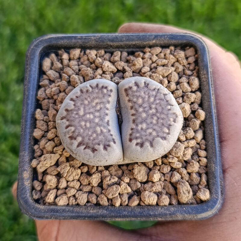 Lithops salicola