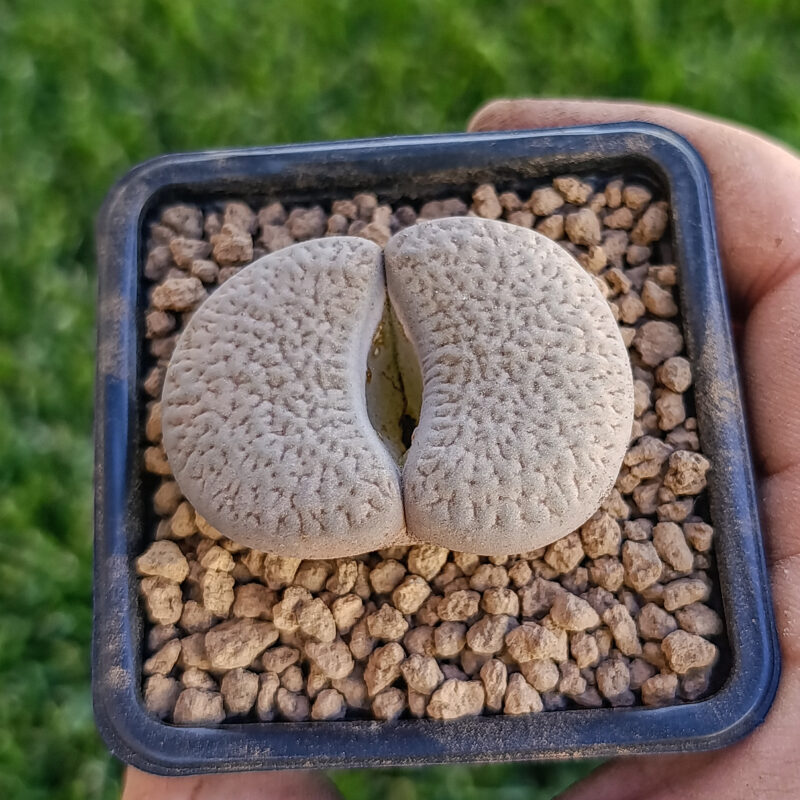 Lithops hookeri
