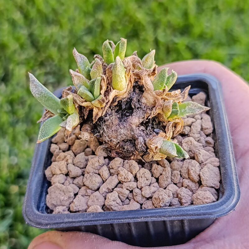Aloinopsis rubrolineata