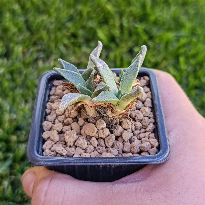 Aloinopsis rubrolineata