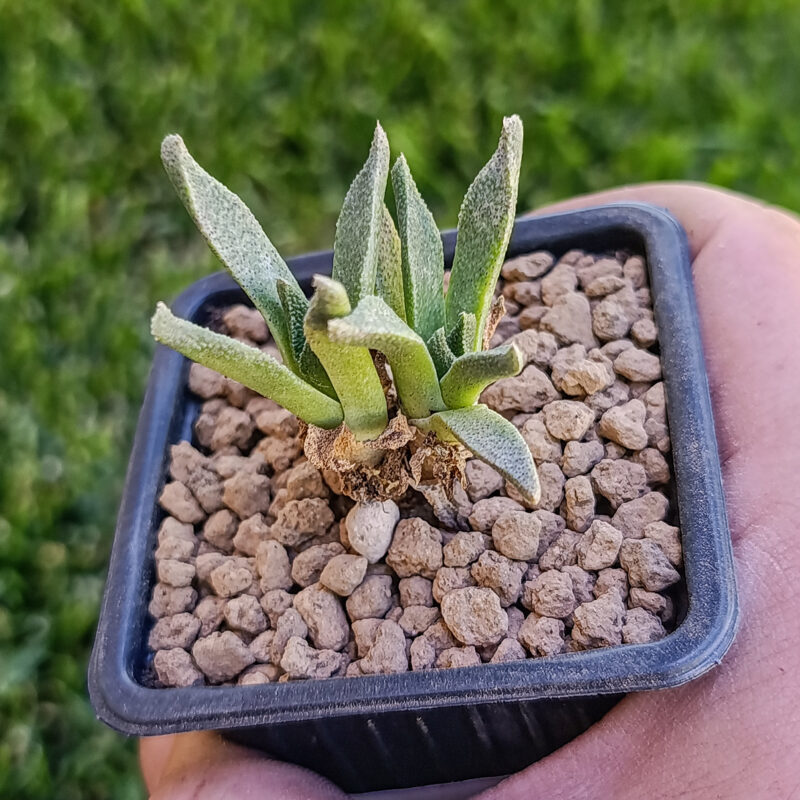 Aloinopsis rubrolineata