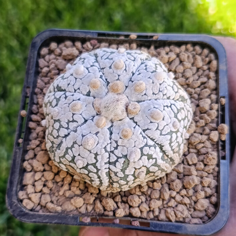 Astrophytum asterias cv superkabuto