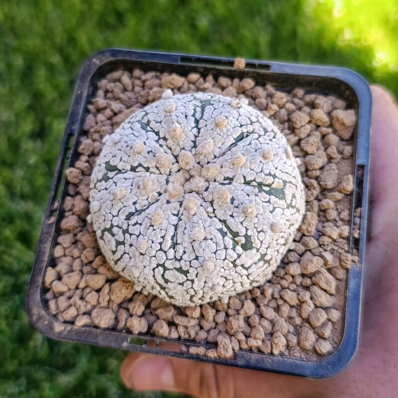 Astrophytum asterias cv superkabuto