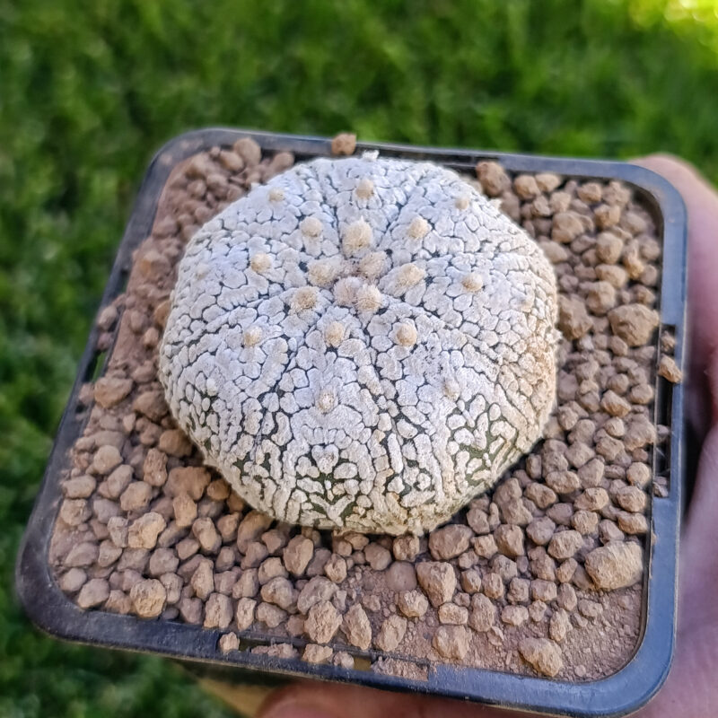 Astrophytum asterias cv superkabuto