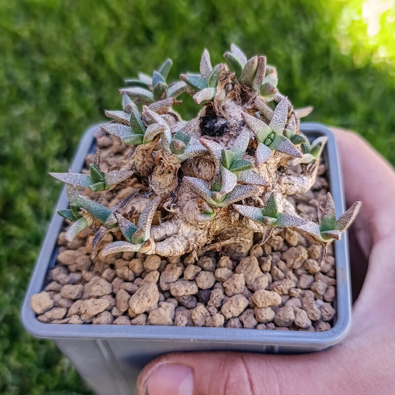 Aloinopsis rubrolineata