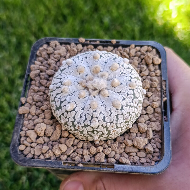 Astrophytum asterias cv superkabuto