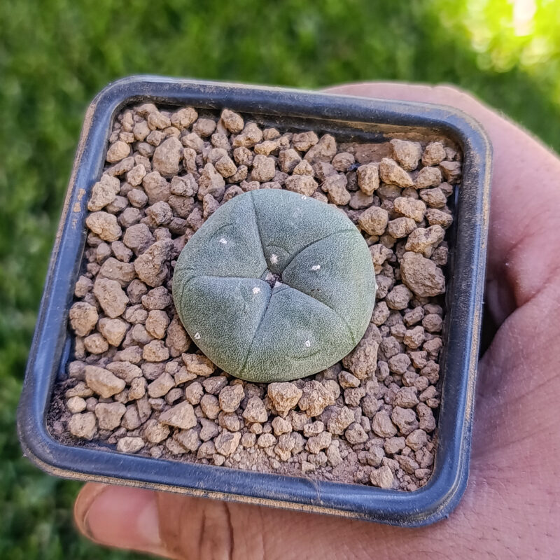 Lophophora williamsii