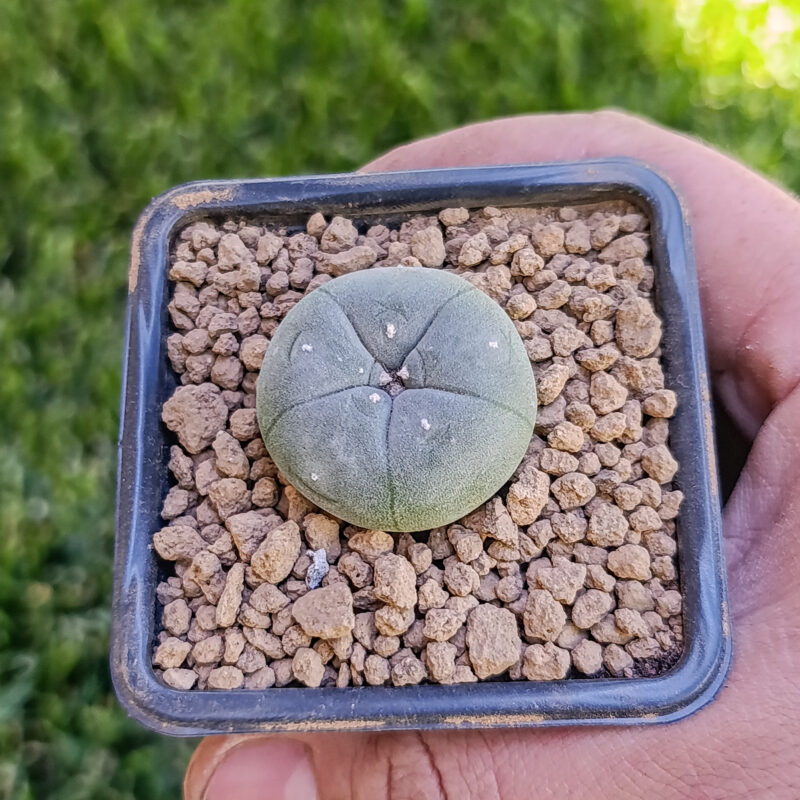 Lophophora williamsii
