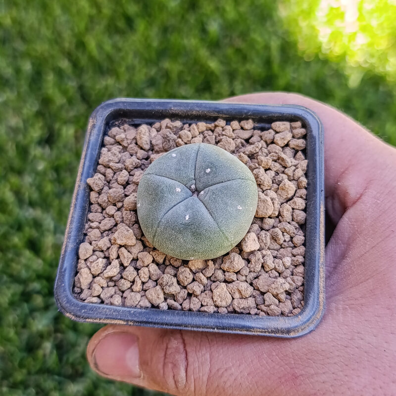 Lophophora williamsii