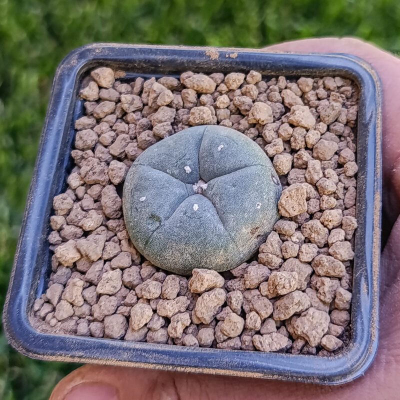 Lophophora williamsii