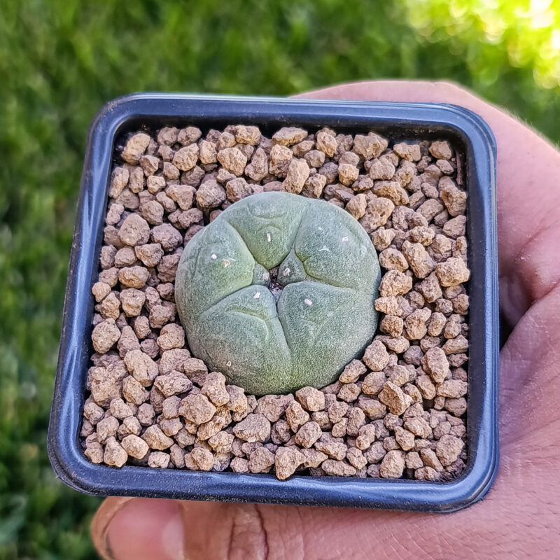 Lophophora fricii