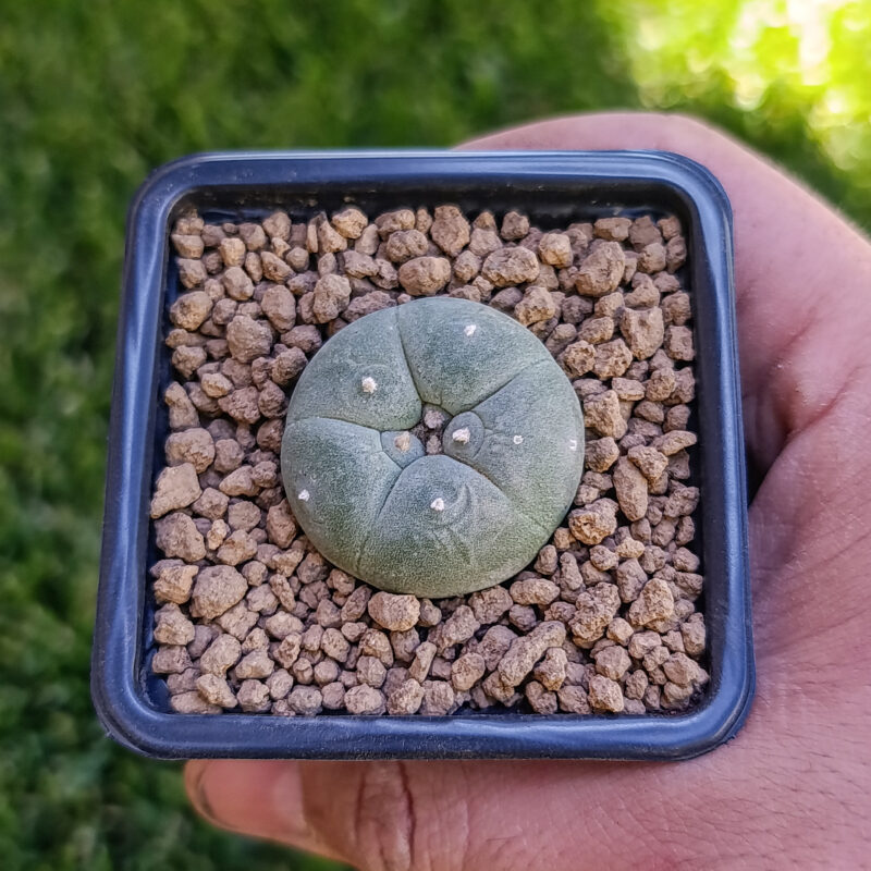 Lophophora williamsii