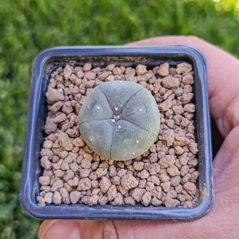 Lophophora williamsii