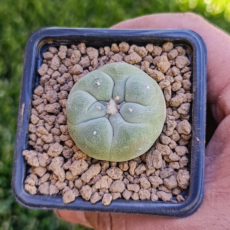 Lophophora fricii