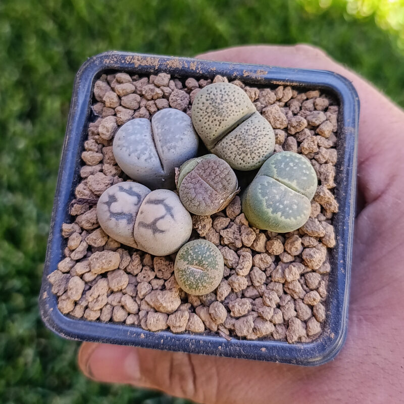 Lithops mix