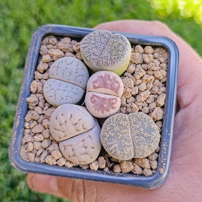 Lithops mix