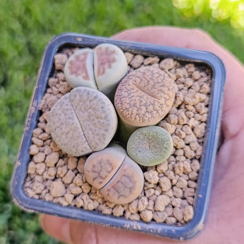Lithops mix