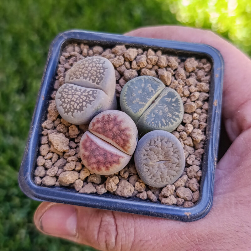 Lithops mix