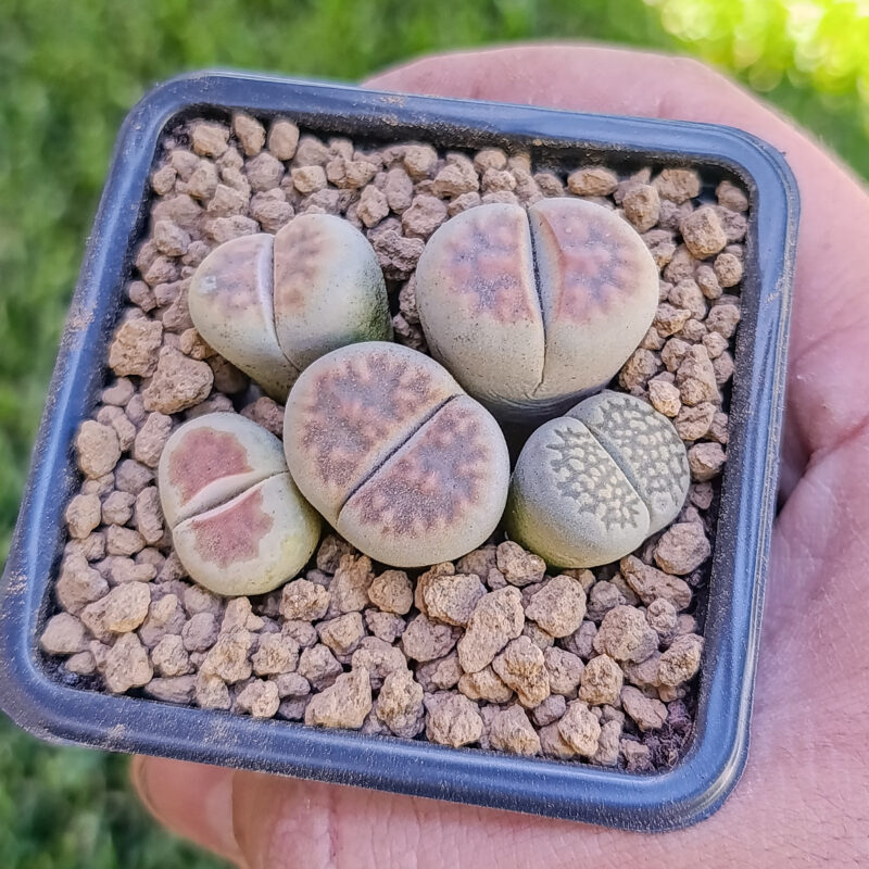 Lithops mix