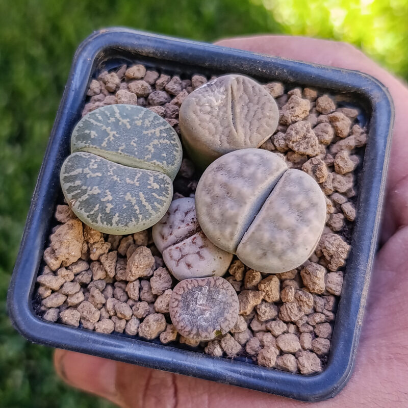 Lithops mix