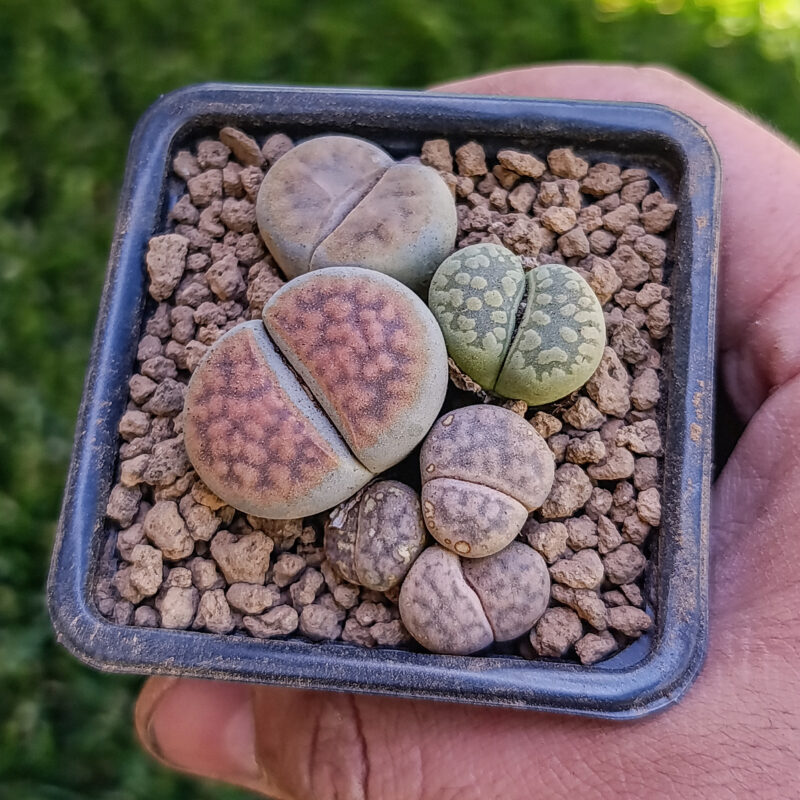Lithops mix