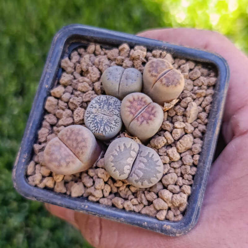 Lithops mix