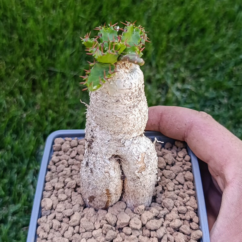 Euphorbia stellata