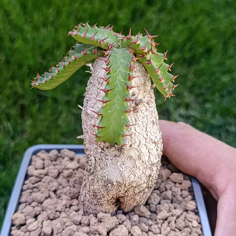 Euphorbia stellata