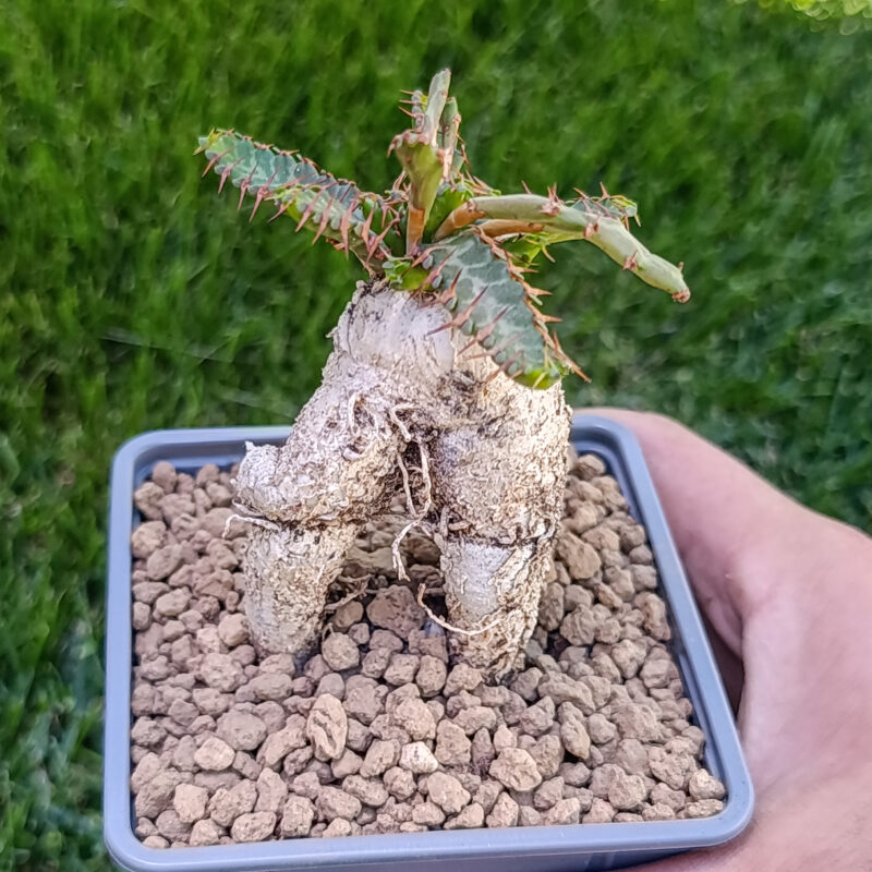 Euphorbia stellata