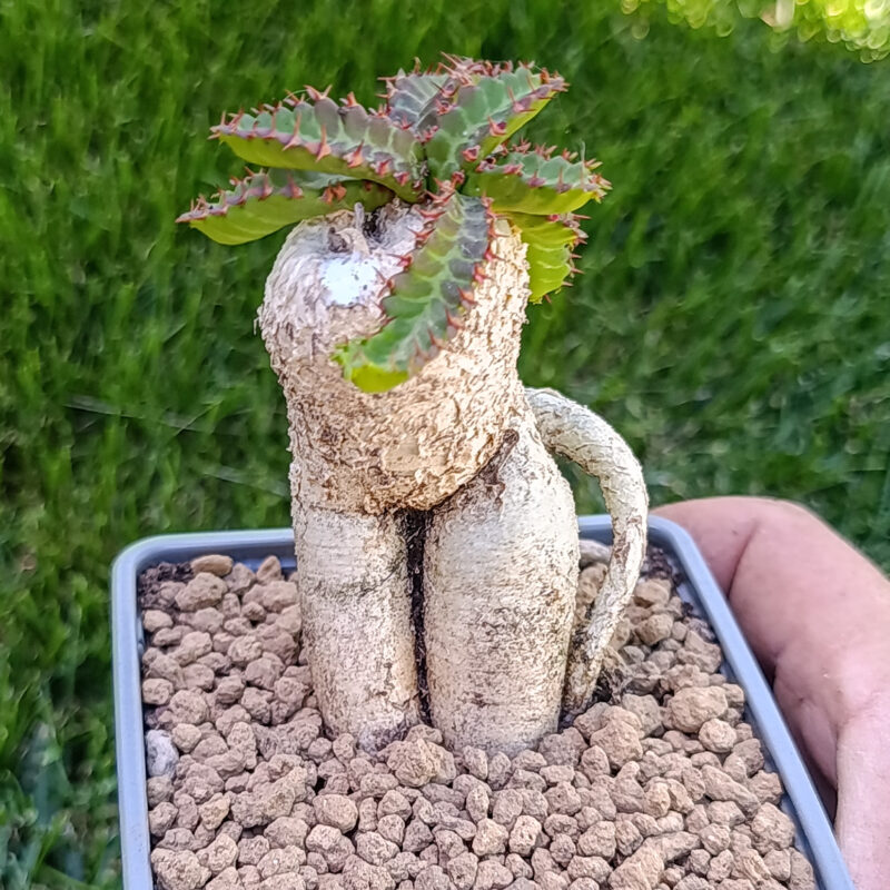 Euphorbia stellata