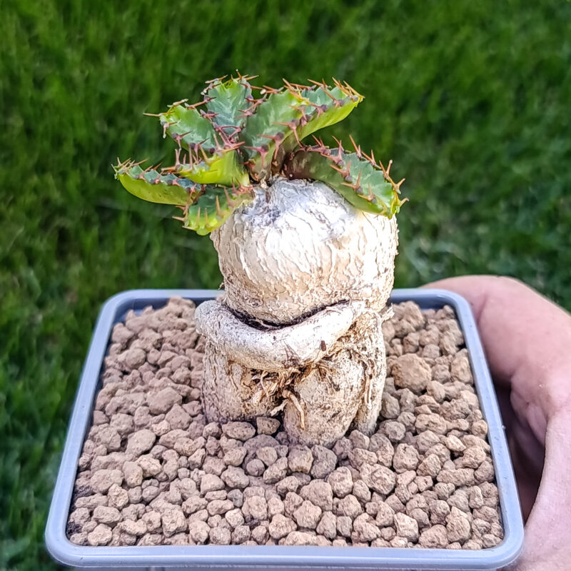 Euphorbia stellata