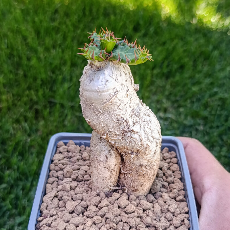 Euphorbia stellata