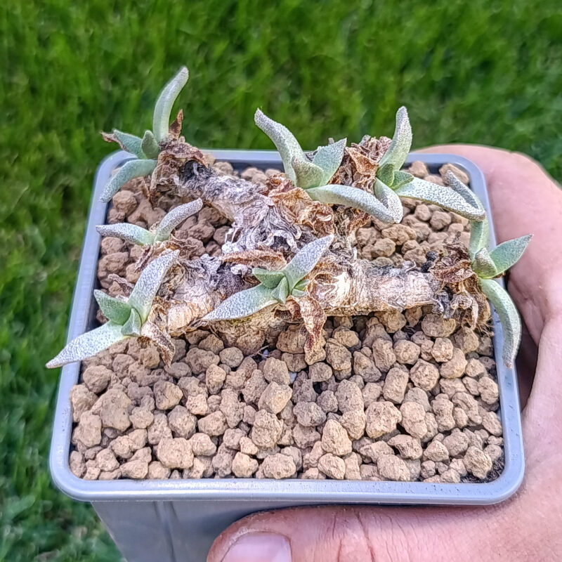 Aloinopsis rubrolineata