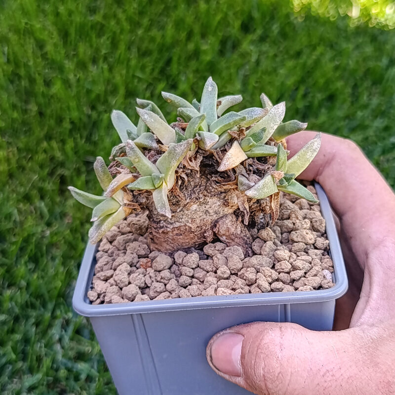 Aloinopsis