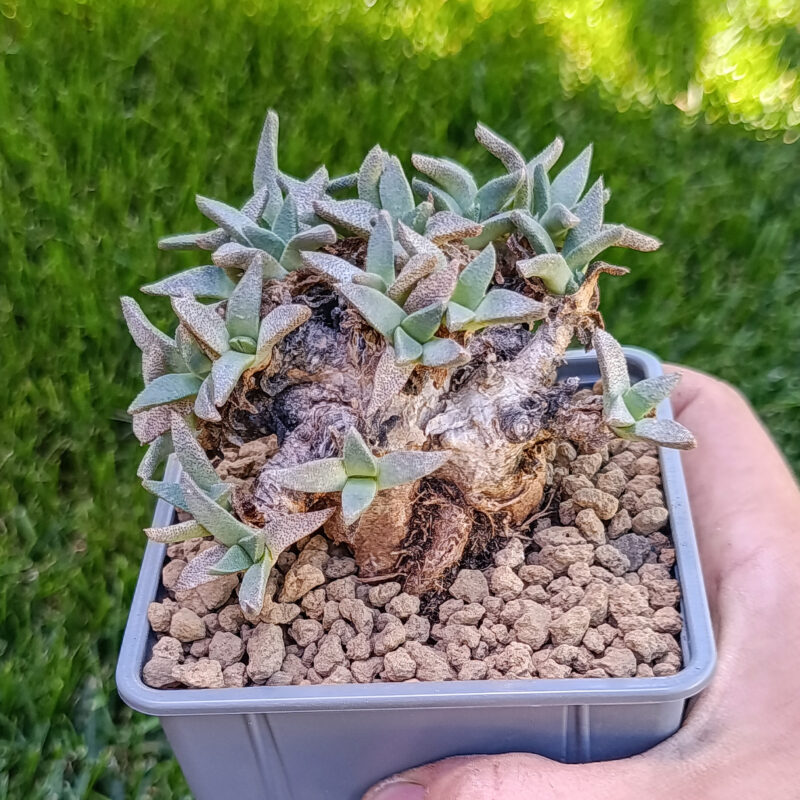 Aloinopsis rubrolineata